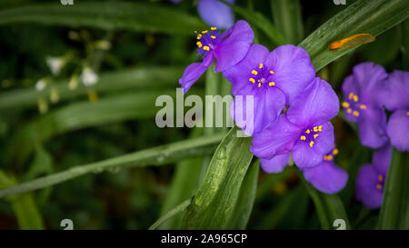 Close up of a group of Spiderwort with water drops  at Great Falls National Park, Virginia Stock Photo