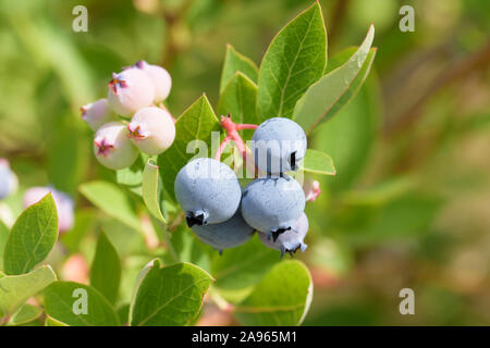 Heidelbeere (Vaccinium corymbosum 'Hortblue Poppins') Stock Photo