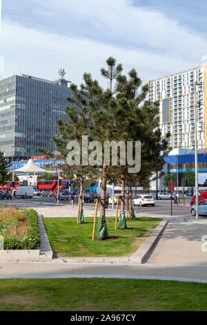 Newly planted Austrian Pine (Pinus nigra) urban tree with stake and water reservoir, Elephant and Castle, London SE1, UK Stock Photo