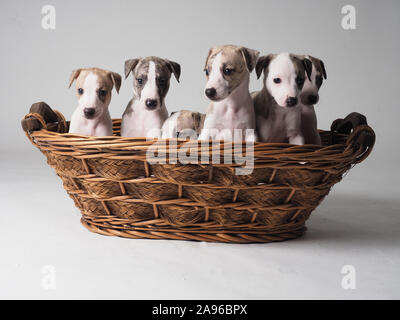 Group of six puppies of Whippet purebred dog with 36 days old tabby and white