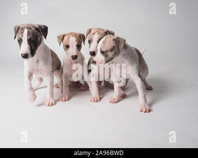 Group of four puppies whippets purebred dog with 36 days old tabby and white