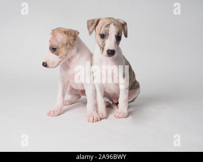 Two puppy of whippets dog breed with 36 days old tabby and white