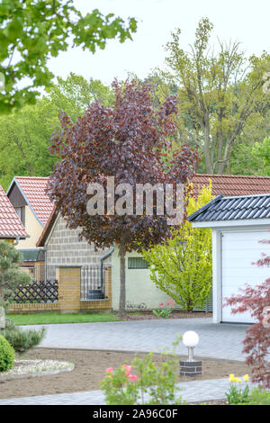 Roter Spitz-Ahorn (Acer platanoides 'Faassen's Black') Stock Photo