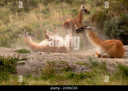 Adult Guanaco rolling on it's back with legs in the air, enjoying dust bath to relieve irritation on it's skin. Stock Photo