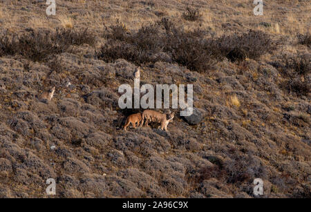 Puma Standing Single Puma standing on a hill side, silhouetted against blue sky. Also ...