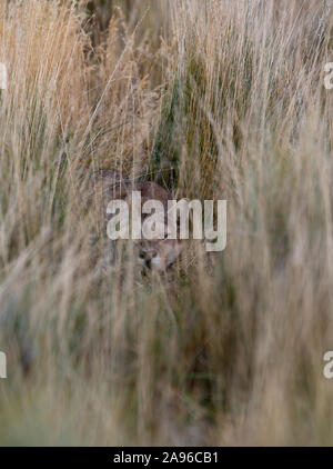 Adult female Patagonian Puma laying very low in tall grass stalking prey Stock Photo