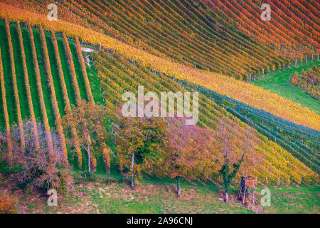 Vineyards in autumn in Slovenia close to the border with Austria south styria. Stock Photo