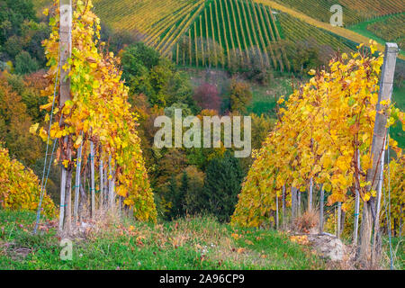 Vineyards in autumn in Slovenia close to the border with Austria south styria. Stock Photo
