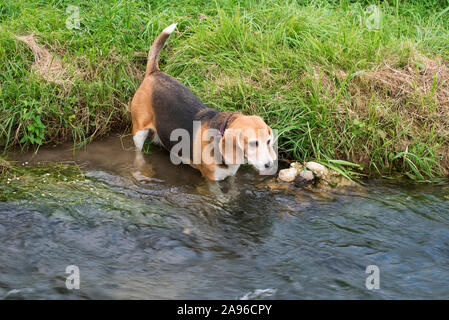 beagle dog walking and drinking  in the river water, to cool off from the summer heat Stock Photo