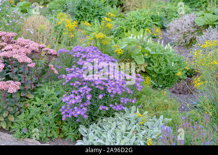 Berg-Aster (Aster amellus 'Veilchenkönigin') Stock Photo