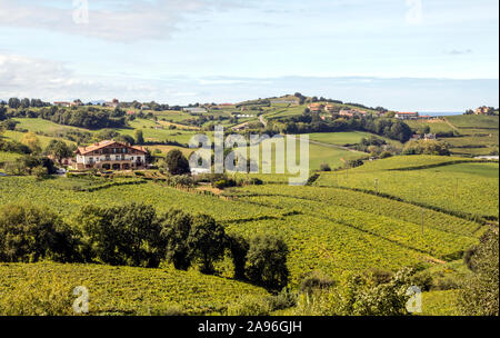 Fields of vineyards in Zumaia, San Sebastian, Spain on a sunny day