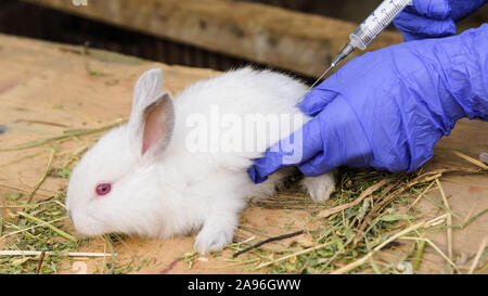 man in medical gloves vaccinates a little white rabbit Stock Photo