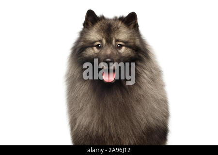 Portrait of Furry Keeshond Dog Looking in Camera on isolated white background Stock Photo