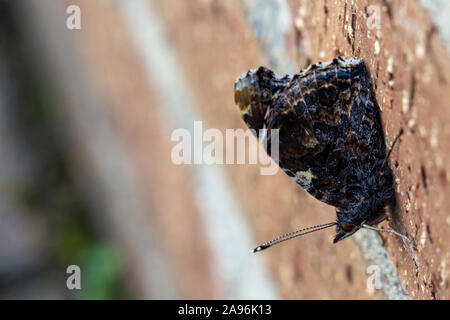 Red Admiral Butterfly, Vanessa Atalanta, resting on a brown brick wall Stock Photo