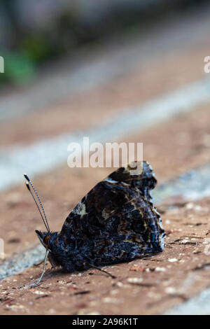 Red Admiral Butterfly, Vanessa Atalanta, resting on a brown brick wall Stock Photo