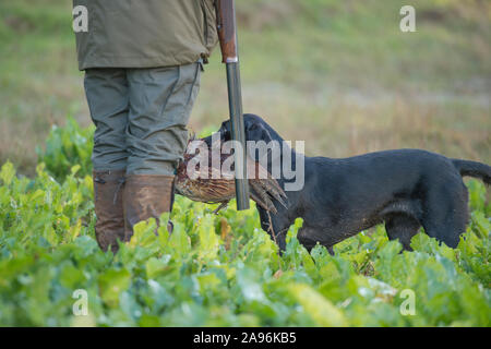 black labrador working on a pheasant shoot