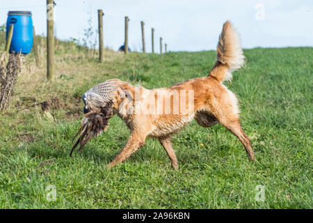 golden retriever dog carrying dead shot pheasant