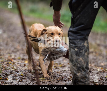 yellow labrador retriever dog carrying dead pheasant Stock Photo