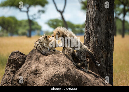 Cub stands on termite mound pawing cheetah Stock Photo