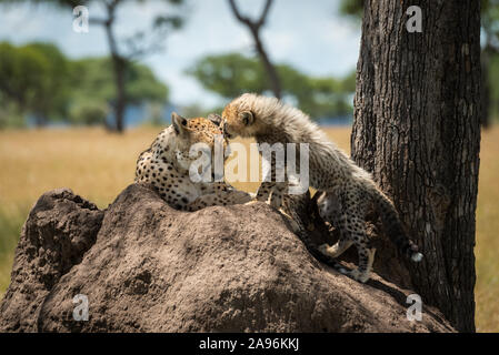 Cub stands on termite mound nuzzling cheetah Stock Photo