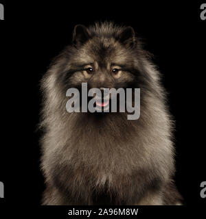 Portrait of Furry Keeshond Dog Looking in Camera on isolated black background Stock Photo