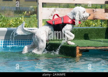 Happy white poodle wagging its wet tail as it exits a swimming pool after enjoying a swim cooling off in the water on a hot summer day Stock Photo