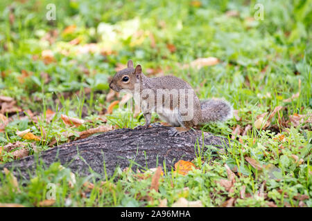 Alert adult grey squirrel on the root of a large tree in grass with autumn leaves in a side view with selective focus Stock Photo