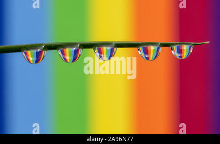 * Water droplets on a blade of grass with a rainbow striped background refraction Stock Photo