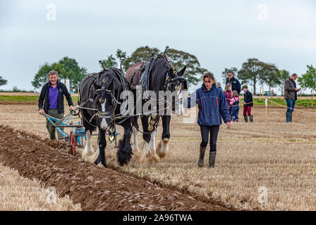 British National Ploughing Championships, Lincoln, UK - Heavy Horses in the ploughing competition Stock Photo