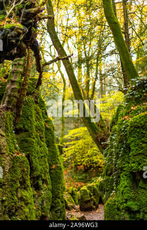 Lichen and moss on a wet rock face. Puzzlewood, Forest of Dean, Gloucestershire. UK Stock Photo