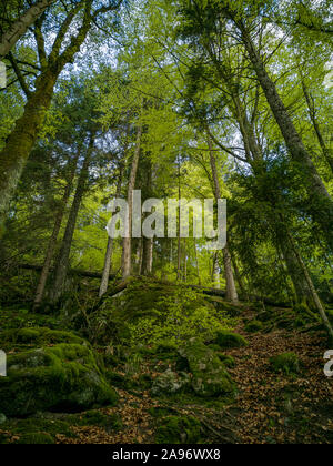 Sun beams through thick trees branches in dense green forest Stock ...