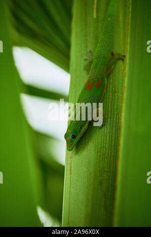 A Gold Dust Day Gecko poses for his close up on the Big Island, Hawaii Stock Photo