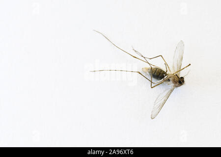 Macro of dead female mosquito lying on white paper surface viewed from above Stock Photo