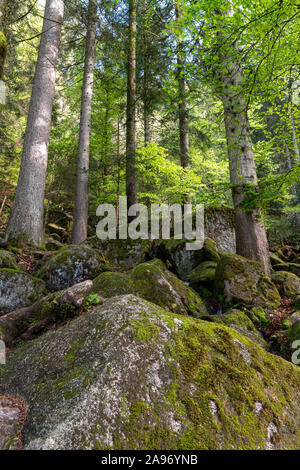 Sun beams through thick trees branches in dense green forest in Germany during spring time Stock Photo