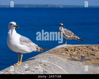 Two seagulls sitting on a quay wall looking in the same direction by the sea before a blue sky background Stock Photo