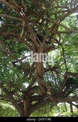 gnarly tree in Punta Cana Dominican Republic Stock Photo