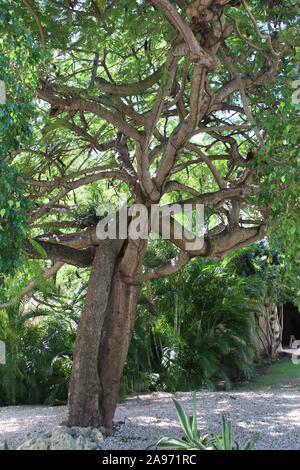 gnarly tree in Punta Cana Dominican Republic Stock Photo