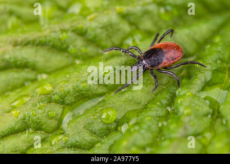 Wet deer tick crawling on natural dewy leaf with water drops. Dangerous black legged parasite closeup on spring green background. Lyme disease carrier. Stock Photo