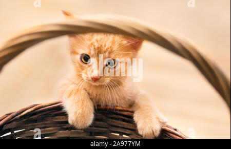 Cute sweet ginger tabby kitty with paws on wicker basket. Domestic cat. Felis silvestris catus. Portrait of small kitten with melancholy serious look. Stock Photo