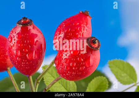 Red dewy ripe rose hips on briar branch with green leaves. Fructus cynosbati. Close-up of organic sweet raw brier fruits with water drops on blue sky. Stock Photo