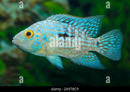 Herichthys carpinte,Perl-Cichlide,Pearl Cichlid,Green Cichlid Stock Photo