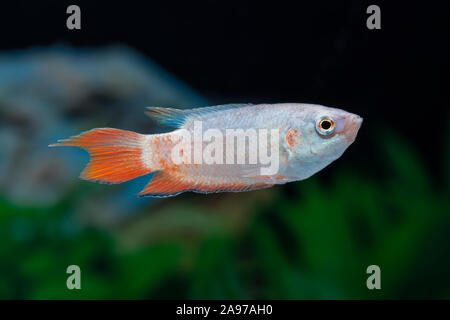 Macropodus opercularis,Grossflossiger Paradiesfisch,Paradise fish Stock Photo