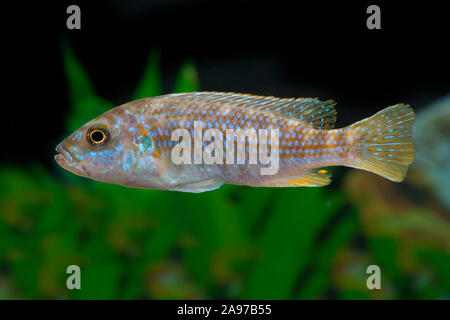 Melanochromis joanjohnsonae,Perle von Likoma,Pearl of Likoma Stock Photo