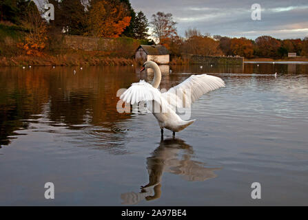 Duddingston Loch, Edinburgh, Scotland, United Kingdom. 13th November 2019. Mute swan stretches its wings in late afternoon after a very cold day before curling up against the colder night in store with temperature of -1 or lower expected overnight. Stock Photo