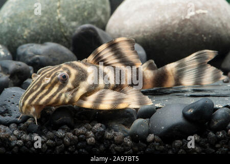 LDA 01 Panaqolus spec.,Gold-Tigerharnischwels,Golden Stripe Stock Photo