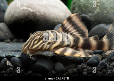 LDA 01 Panaqolus spec.,Gold-Tigerharnischwels,Golden Stripe Stock Photo