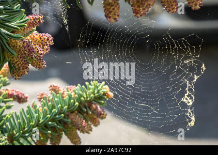 Pollen of Abies pinsapo (Spanish fir) in a spider web Stock Photo