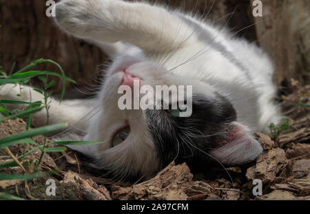 Playful cat lying on his back Stock Photo