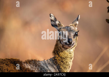 Close up of a Klipspringer in the Welgevonden game reserve, South Africa. Stock Photo