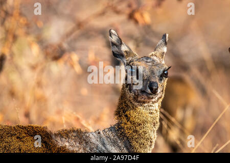 Close up of a Klipspringer in the Welgevonden game reserve, South Africa. Stock Photo